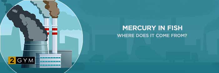 Where does mercury in fish come from? Environmental pollution by thermal power plants