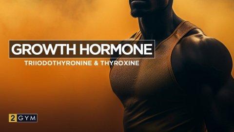Combining Growth Hormone, Triiodothyronine, and Thyroxine for Fat Burning